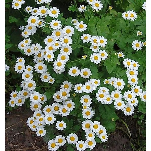 Mutterkraut - Tanacetum parthenium günstig online kaufen