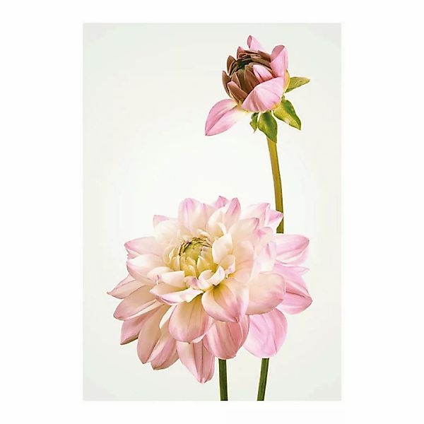 Komar Poster Dahlia Blumen B/L: ca. 50x70 cm günstig online kaufen