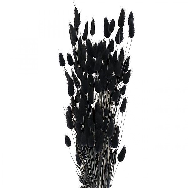 Trockenblume Lagurus Hasenschwanzgras Schwarz Dekoration Getrocknet günstig online kaufen