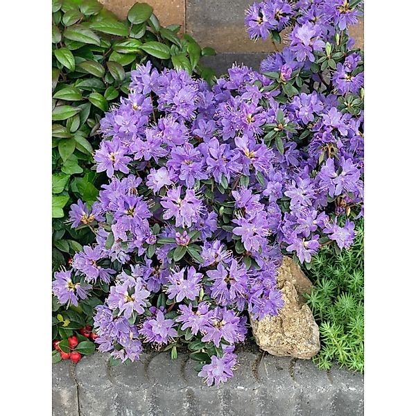 Rhododendron Impeditum Buchlovice Zwerg-Rhododendron Lila 25–30 cm günstig online kaufen