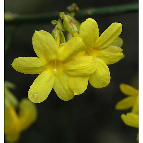 echter Winter Jasmin 100-125cm - Jasminum nudiflorum günstig online kaufen