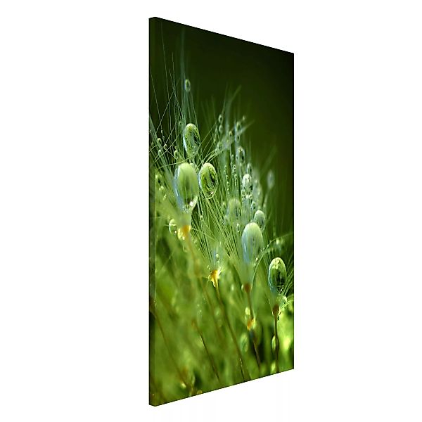 Magnettafel Blumen - Hochformat 3:4 Grüne Samen im Regen günstig online kaufen