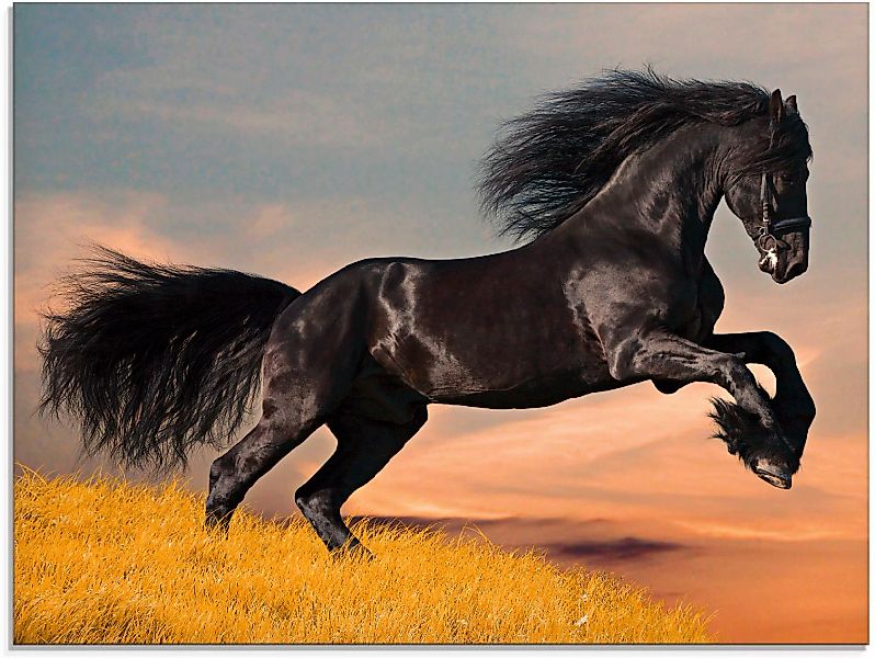 Artland Glasbild "Friesischer Hengstgalopp", Haustiere, (1 St.), in verschi günstig online kaufen
