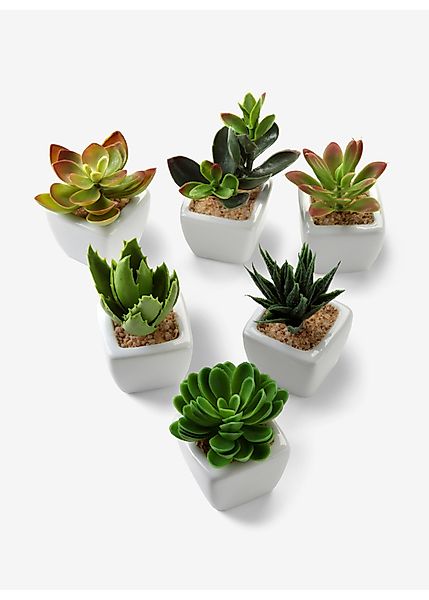Kunstpflanzen in Sukkulenten-Design (6-tlg.Set) günstig online kaufen