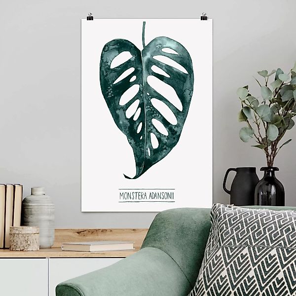 Poster - Hochformat Smaragdgrüne Monstera Adansonii günstig online kaufen