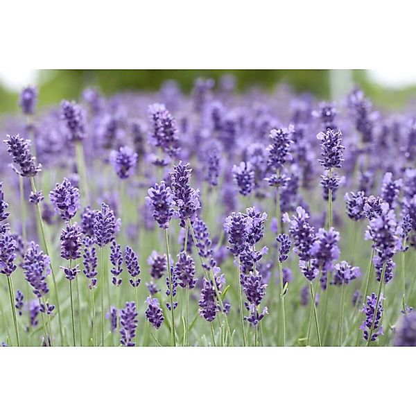 Lavandula Angustifolia Hidcote Blue Echter Lavendel 2 Liter Container günstig online kaufen