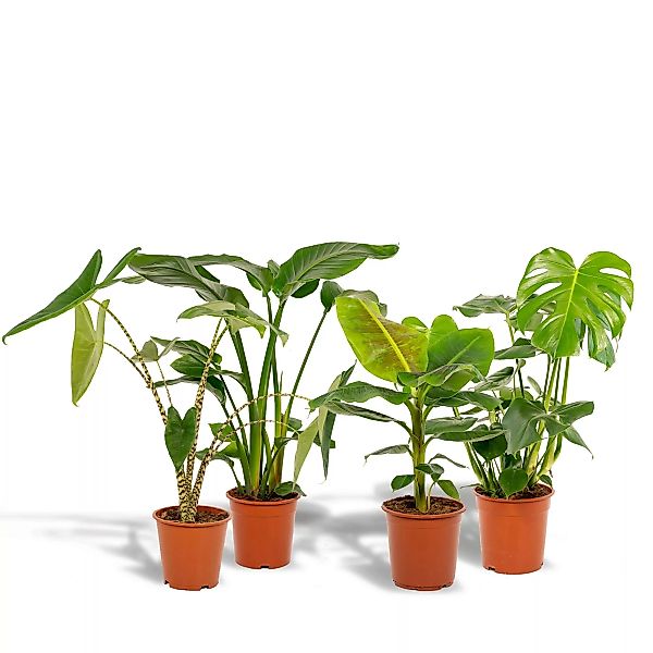 Hello Plants | Set mit 4 Zimmerpflanzen Monstera, Alocasia, Strelitzia & Ba günstig online kaufen
