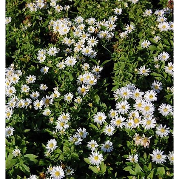 Kissenaster Schneekissen - Aster dumosus günstig online kaufen