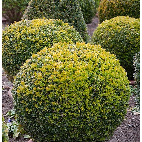 Buchsbaum Kugel 30-35cm - Buxus Kugel günstig online kaufen