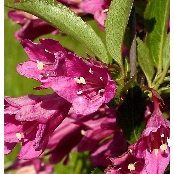 Weigelie Picobella Rosa 20-30cm - Weigela florida günstig online kaufen