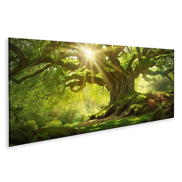 islandburner Leinwandbild Sonnenstrahlen auf altem Baum günstig online kaufen
