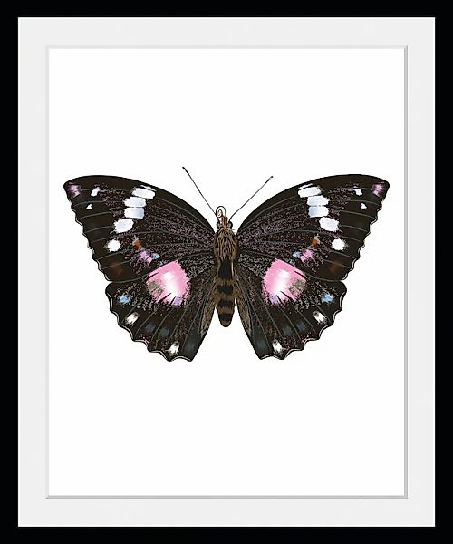 queence Bild »Marissa« Insekten   Kunst   Schmetterlinge   historische Erei günstig online kaufen