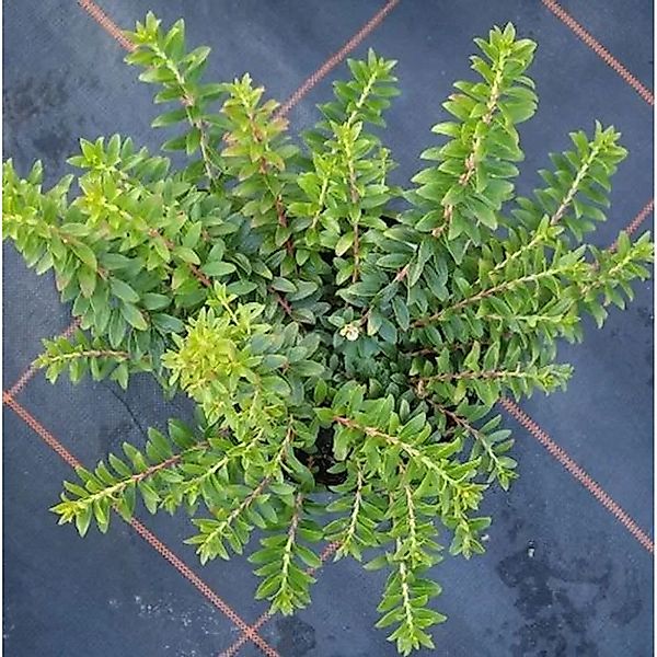 Scheinbeere Itona 20-25cm - Gaultheria Itona günstig online kaufen