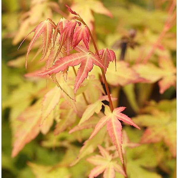 Fächerahorn Bii-Hoo 100-125cm - Acer palmatum günstig online kaufen