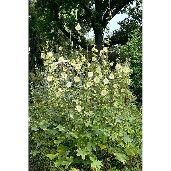 Alcea Rugosa Gelbe Stockrose Ca. 9x9 cm Topf günstig online kaufen