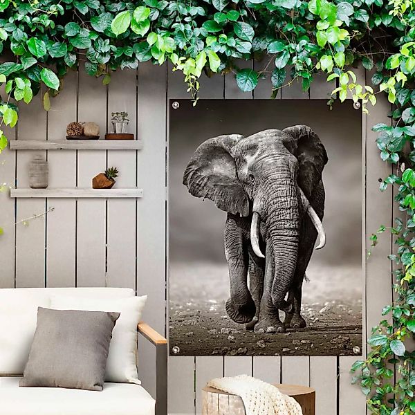 Reinders! Poster »Elefant« günstig online kaufen