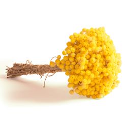 Trockenblume Immortelle getrocknet Gelb Trockenblumen Blumenstrauß günstig online kaufen