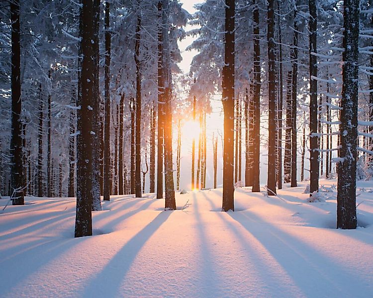 Fototapete "Winterwald" 4,00x2,50 m / Glattvlies Perlmutt günstig online kaufen