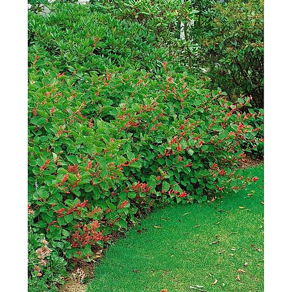 Reynoutria Japonica Var.compacta Rosea Ca. 11x11 cm Topf günstig online kaufen