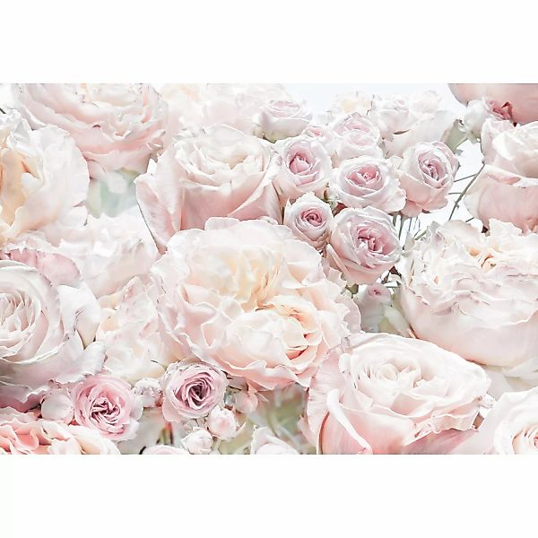 Komar Fototapete Spring Roses  368 x 254 cm günstig online kaufen