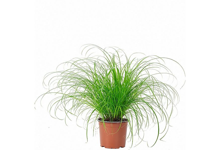 Flowerbox Zimmerpflanze Echtes Katzengras - Cyperus alternifolius Zumula, p günstig online kaufen