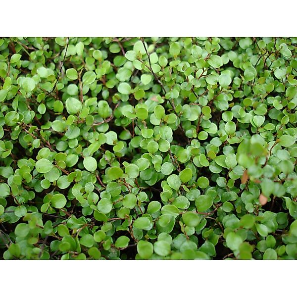 Teppich-Scheinknöterich Topf-Ø ca. 9 cm Muehlenbeckia axillaris günstig online kaufen