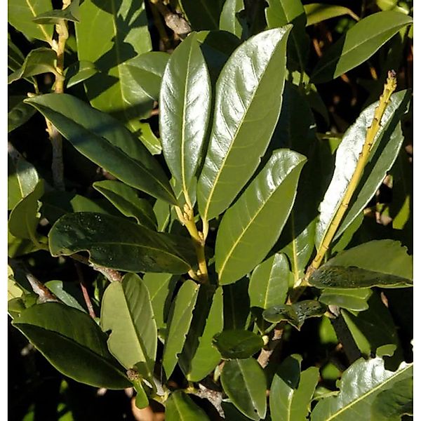Kirschlorbeer Elly 40-60cm - Prunus,aurocerasus günstig online kaufen