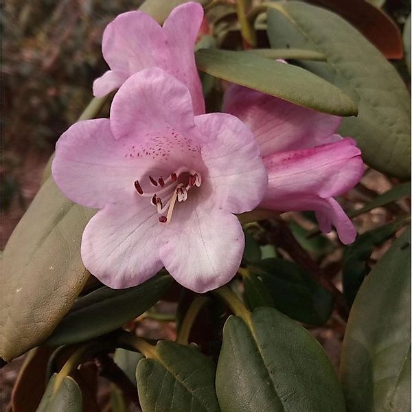 Frühe Rhododendron February Dawn 25-30cm - Alpenrose günstig online kaufen