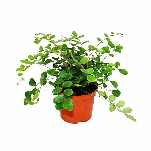 Exotenherz Pellaea Rotundifolia Pelle Oder Urweltfarn 9cm Topf günstig online kaufen