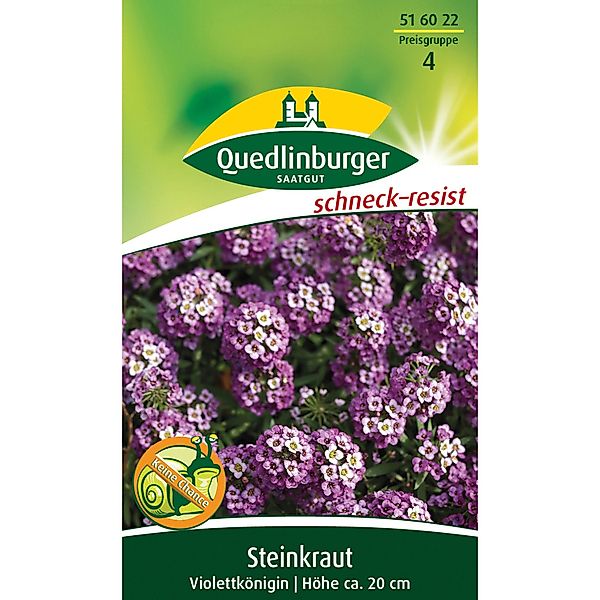 Quedlinburger Steinkraut ''Violettkönigin'' günstig online kaufen