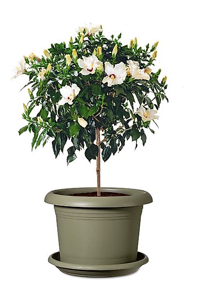 Scheurich Blumentopfuntersetzer aus Kunststoff, frostfest, UV-beständig, günstig online kaufen