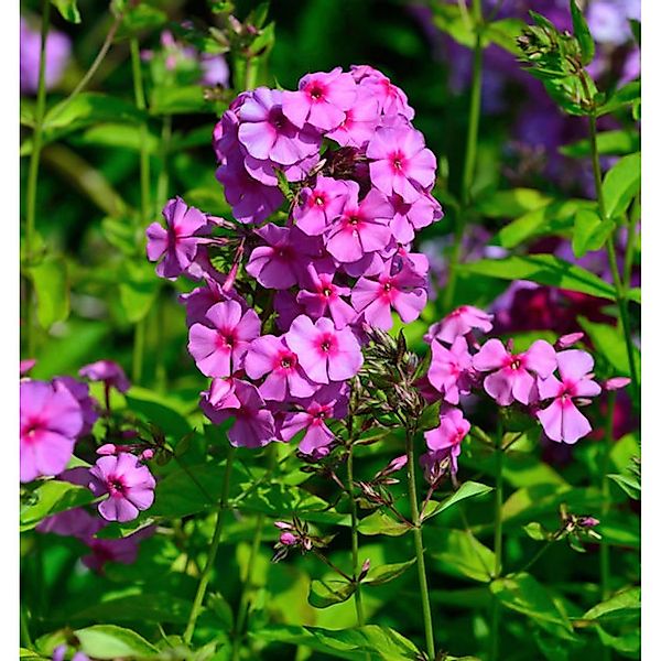 Hohe Flammenblume Dorffreude - Phlox Paniculata günstig online kaufen