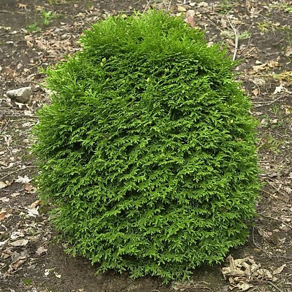 Lebensbaum Waterfield 20-25cm - Thuja occidentalis günstig online kaufen