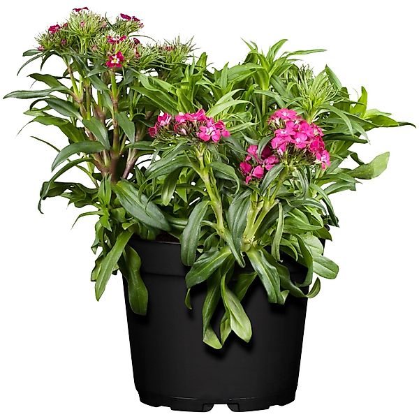 Bartnelke Rosa Topf-Ø ca. 13 cm Dianthus barbatus günstig online kaufen