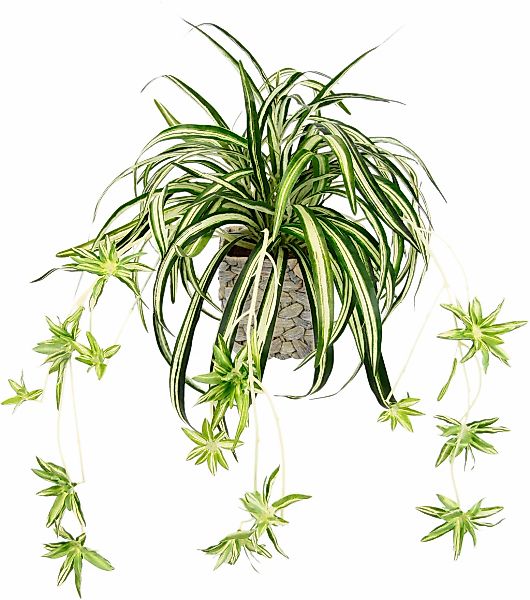 Kunstpflanze Wasserlilie Wasserlilie, I.GE.A., Höhe 35 cm, im Übertopf günstig online kaufen