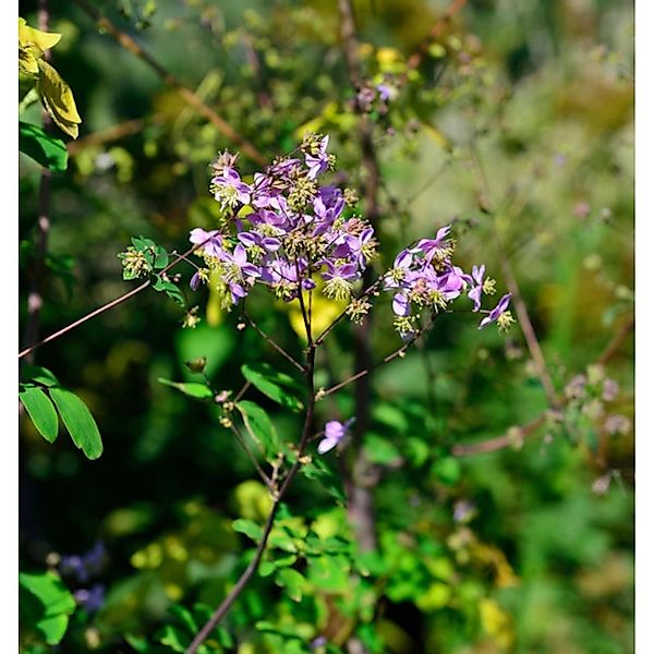 Prächtige Wiesenraute - Thalictrum rochebrunianum günstig online kaufen