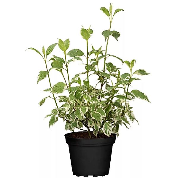 GROW by OBI Hartriegel Elegantissima Weiß Höhe ca. 60 - 80 cm Topf ca. 5 l günstig online kaufen