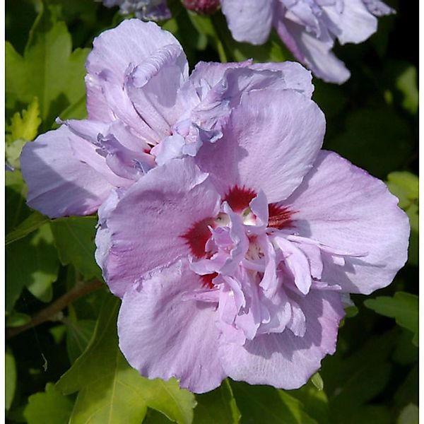 Rosen Eibisch Ardens 100-125cm - Hibiscus syriacus günstig online kaufen