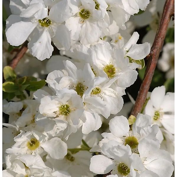 Kleine Prunkspiere Lotus Moon 30-40cm - Exochorda serratifolia günstig online kaufen