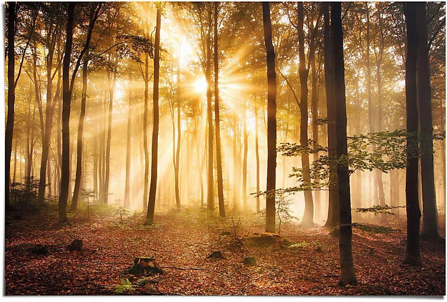 Reinders Poster "Erleuchteter Wald", (1 St.) günstig online kaufen