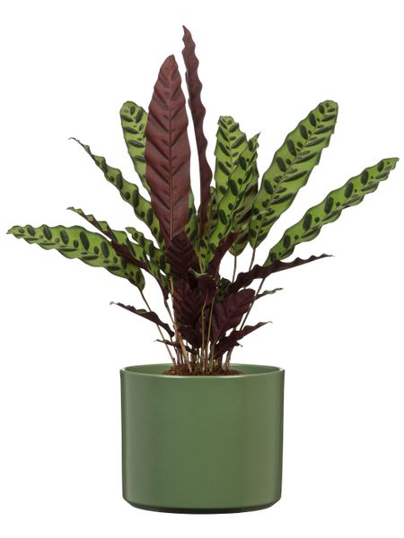 Scheurich Übertopf, 100% wasserdichter Keramik-Übertopf günstig online kaufen