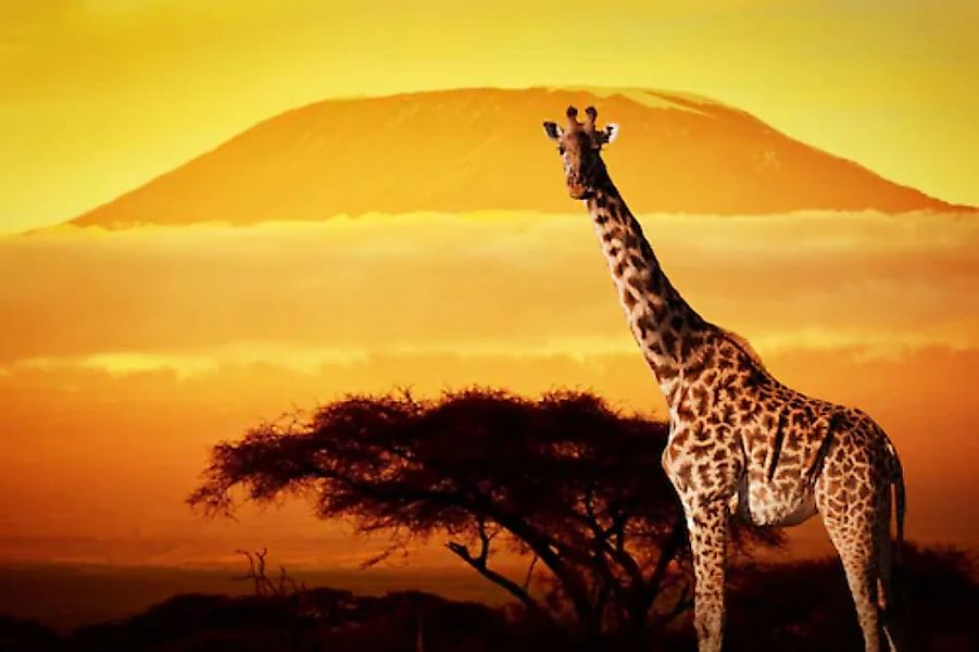 Papermoon Fototapete »Giraffe von Kilimanjaro« günstig online kaufen