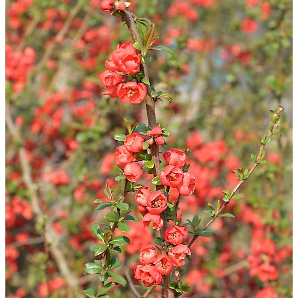 Chinesische Zierquitte 60-80cm - Chaenomeles speciosa günstig online kaufen