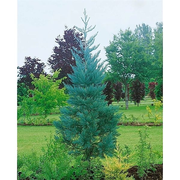 Sequoiadendron Giganteum Glaucum Mammutbaum Blaugrün 60–80 cm günstig online kaufen