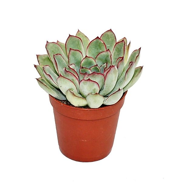 Exotenherz Kaktus Echeveria pulidonis - kleine Pflanze im 5,5cm Topf günstig online kaufen