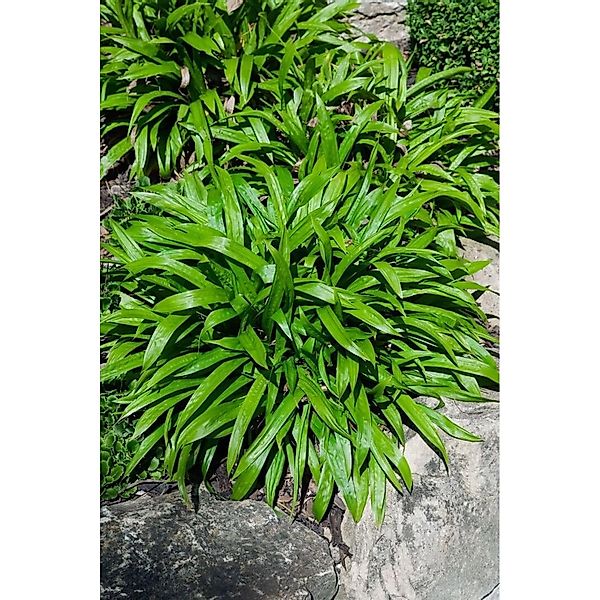 Carex Plantaginea Breitblatt-Segge Ca. 9x9 cm Topf günstig online kaufen
