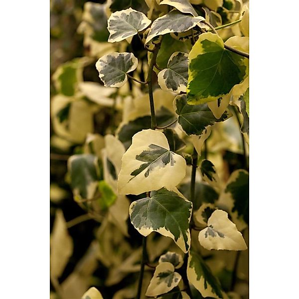 Hedera Colchica Dentata Variegata Efeu Panaschiert 40–60 cm günstig online kaufen