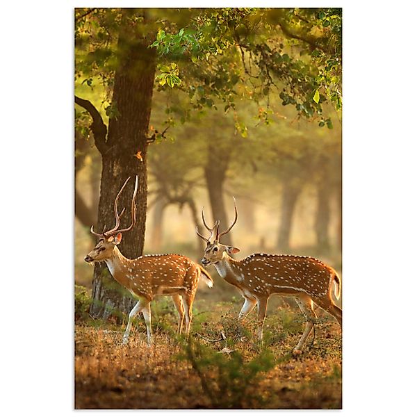 MuchoWow Poster Hirsche - Wald - günstig online kaufen