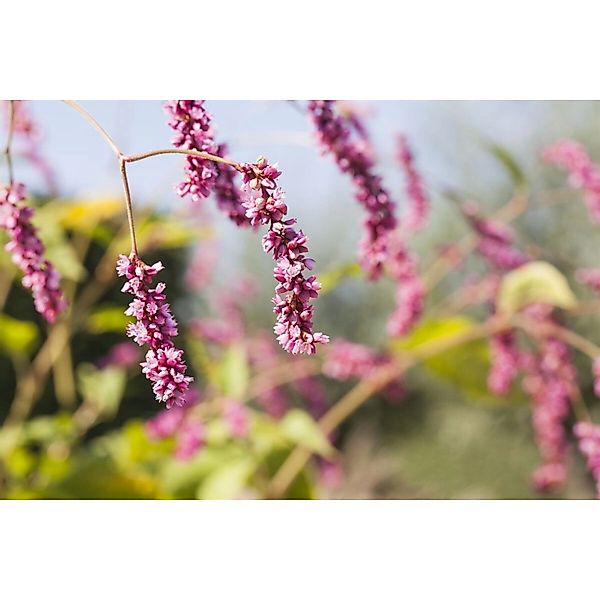 Bistorta Affinis Teppich-Knöterich Rosa Blüten Ca. 9x9 cm Topf günstig online kaufen