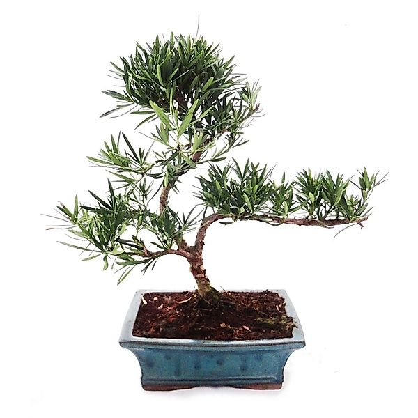 Exotenherz Outdoor Bonsai Podocarpus Kleinblättrige Steineibe 20cm günstig online kaufen